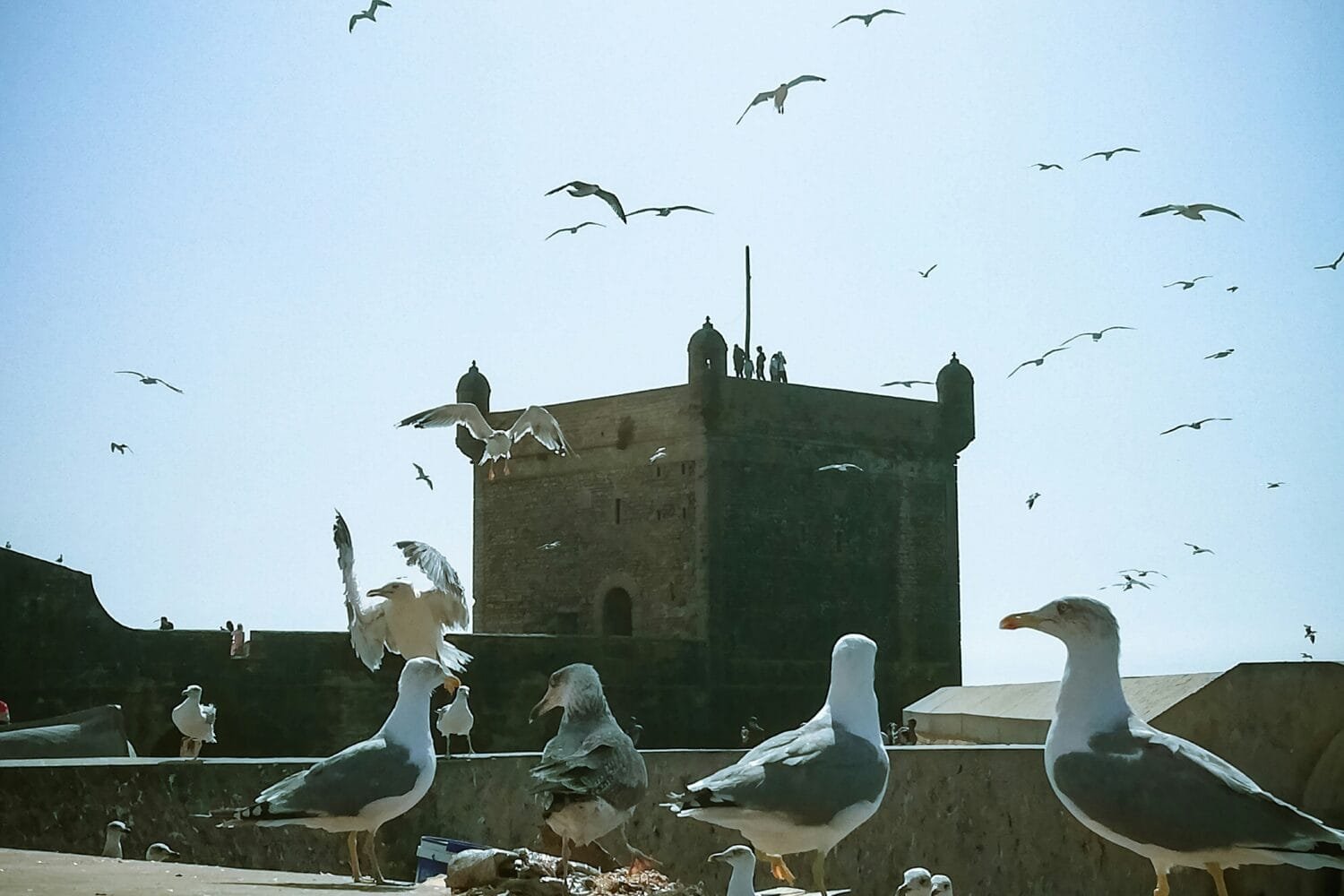 1 day trip from Marrakech to Essaouira